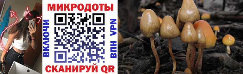 где можно купить   Правдинск  Псилоцибиновые грибы GOLDEN TEACHER 